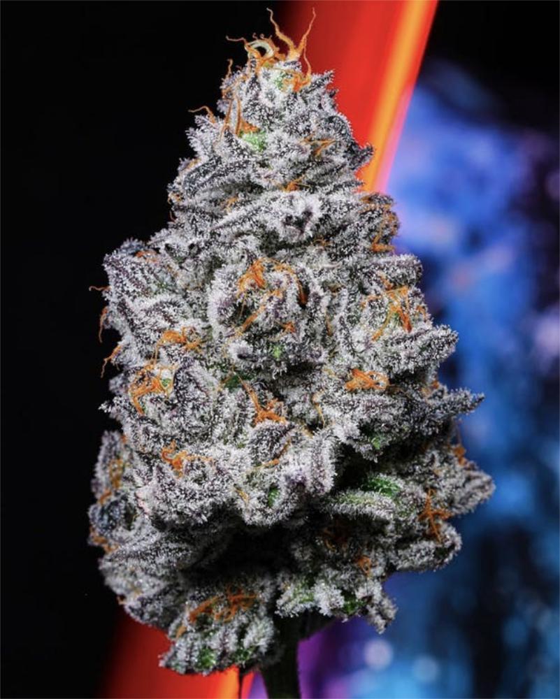 Kryptochronic